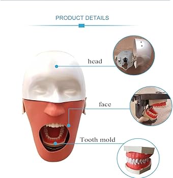 Phantom Head with chest