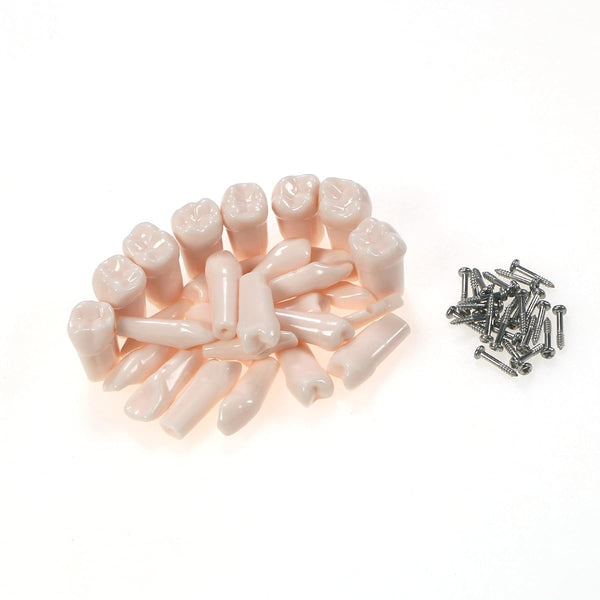 Spare Teeth Compatible With Nissin Dental Practice (1 pcs)