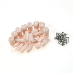 Spare Teeth Compatible With Nissin Dental Practice (1 pcs)