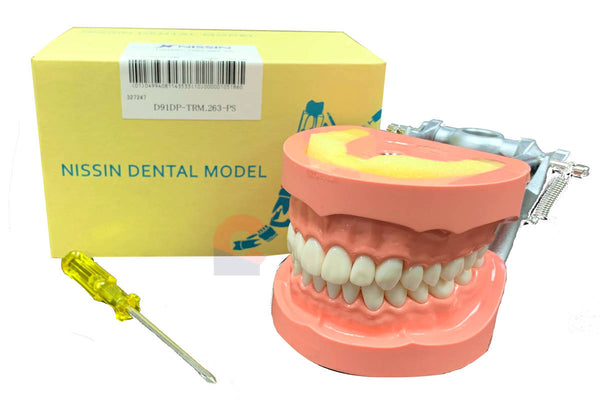 NISSIN Jaw Model (32 teeth)