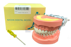 NISSIN Jaw Model (32 teeth)