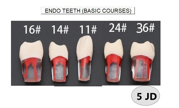 Endo Teeth (Basic Courses) (1 pcs) – Badawneh Medical Group