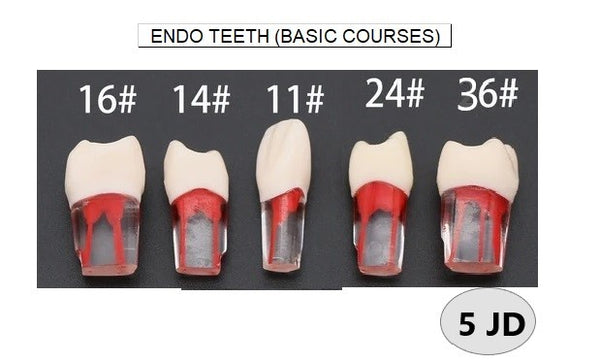 Endo Teeth (Basic Courses)