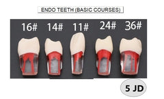 Endo Teeth (Basic Courses)