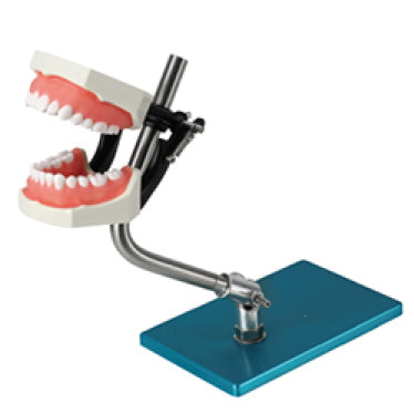 Jaw Model with Table Stand