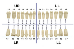 Spare Teeth Compatible With Nissin Dental Practice (1 pcs)