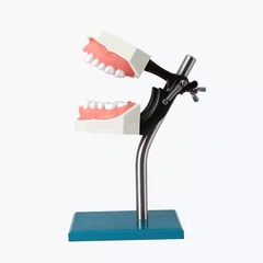 Jaw Model with Table Stand