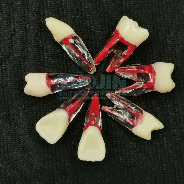 Endo Teeth With Roots Intermediate ADVANCED