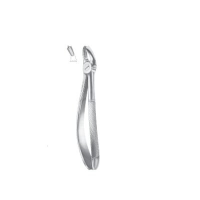 Upper molars, right (500/17&PSD-1011)